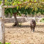 Miquel * 波连斯萨